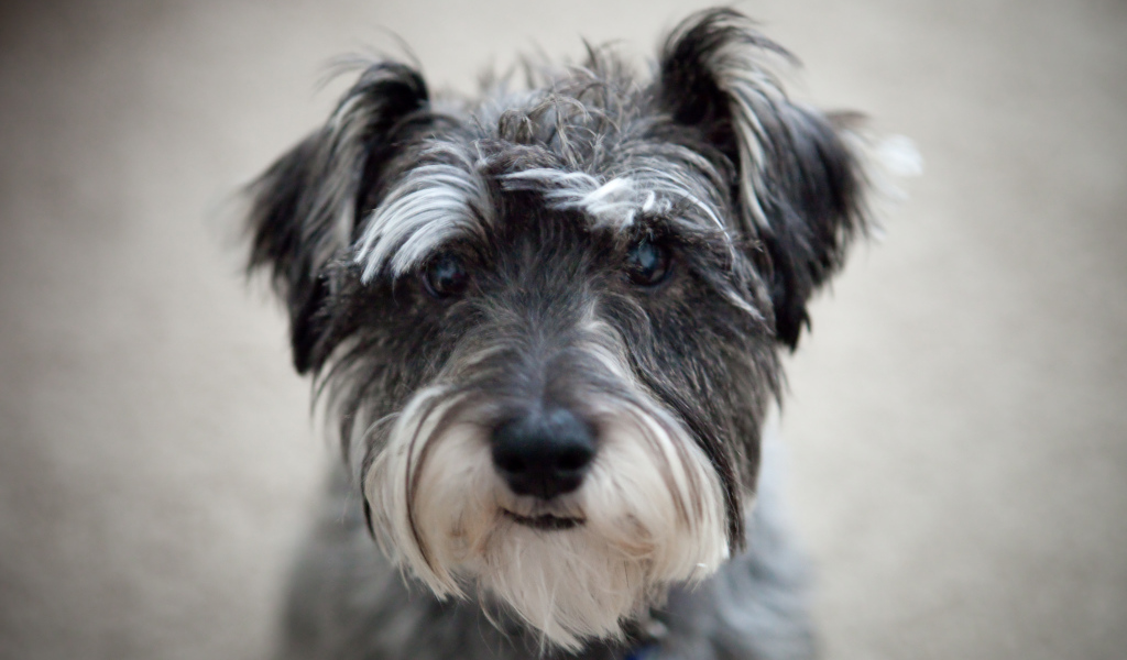 Милашка собака шнауцер