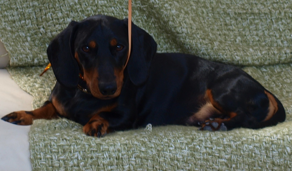 Собака такса на диване