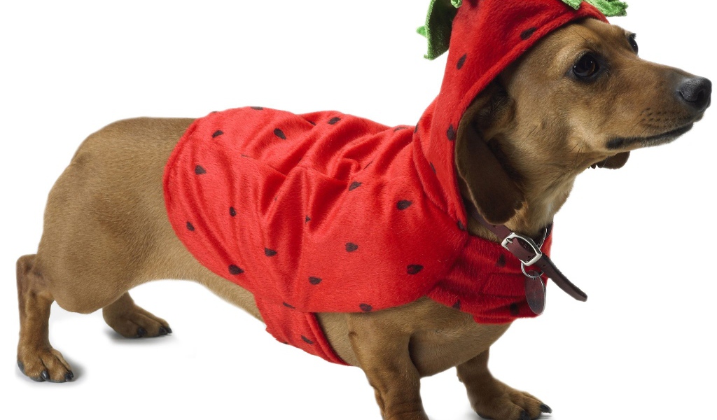 Такса в рождественском наряде