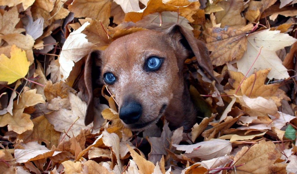 Такса в листве