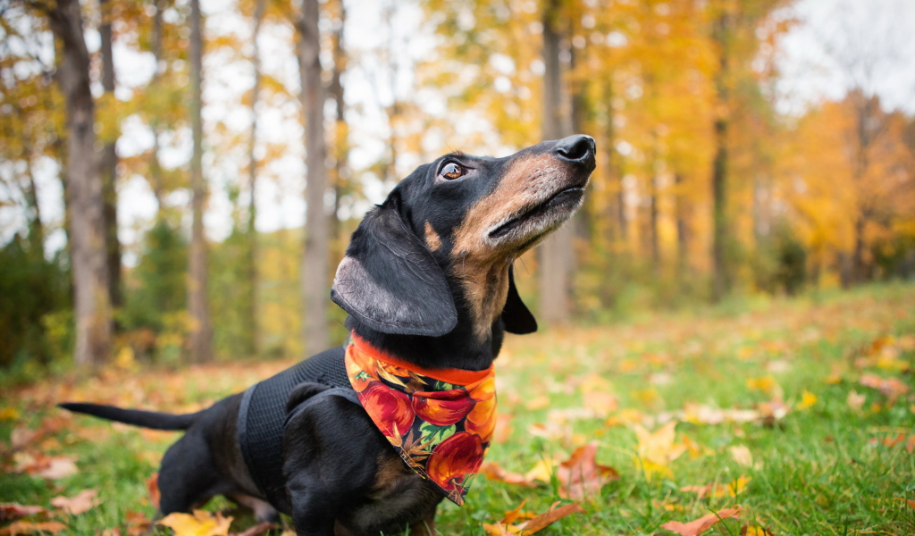 Такса в осеннем лесу