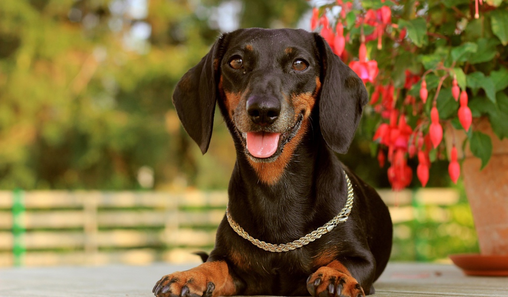 Такса лежит у цветка