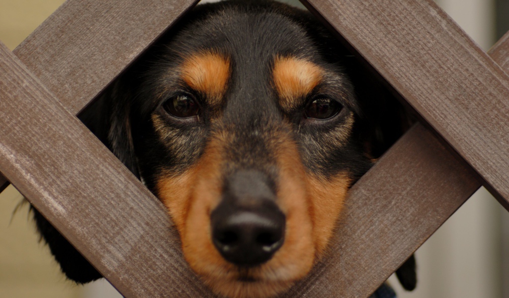 Такса смотрит сквозь прутья