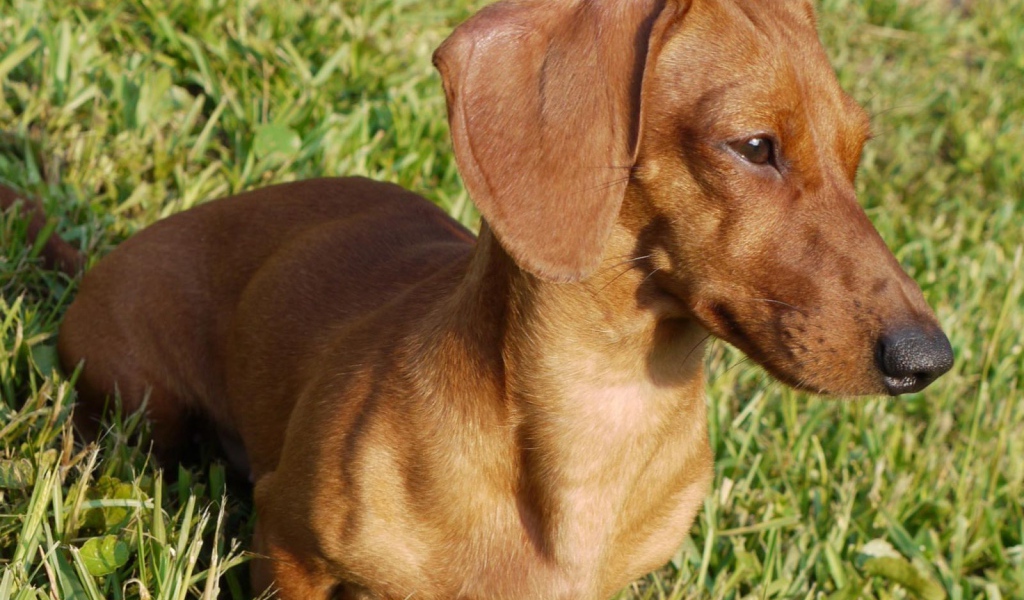 Такса на лугу