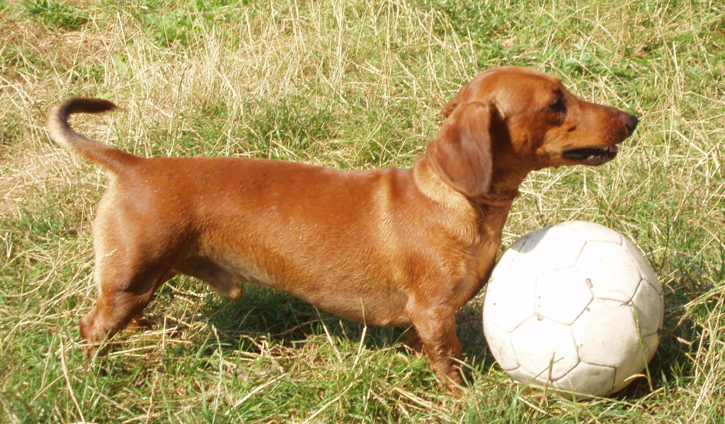 Такса играет в футбол
