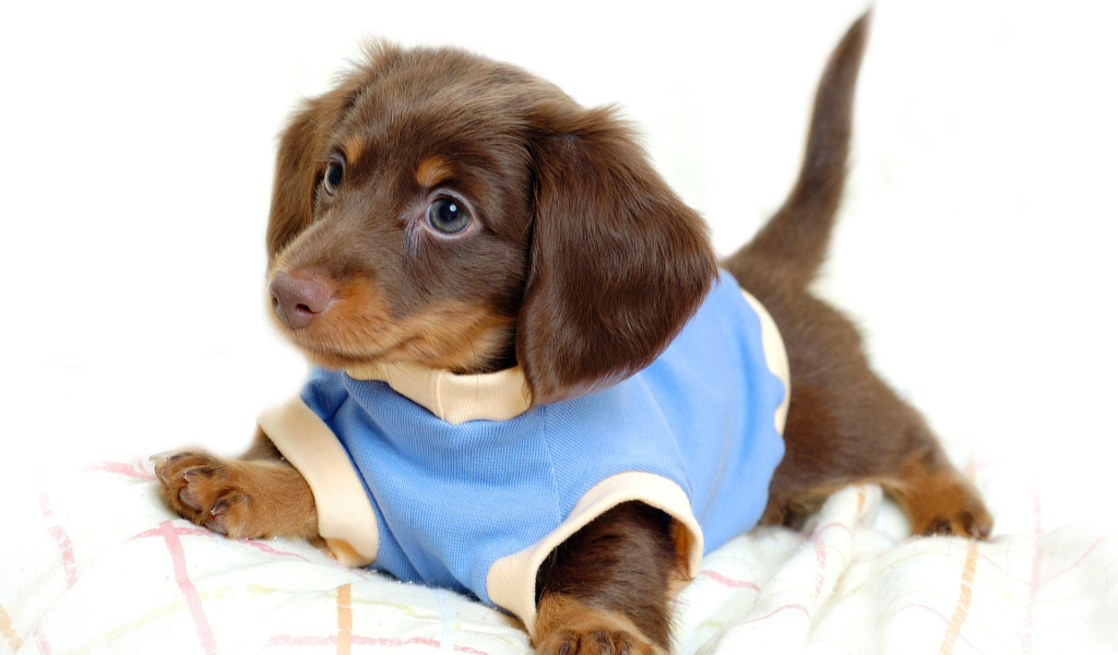 Щенок таксы в голубом комбинезоне