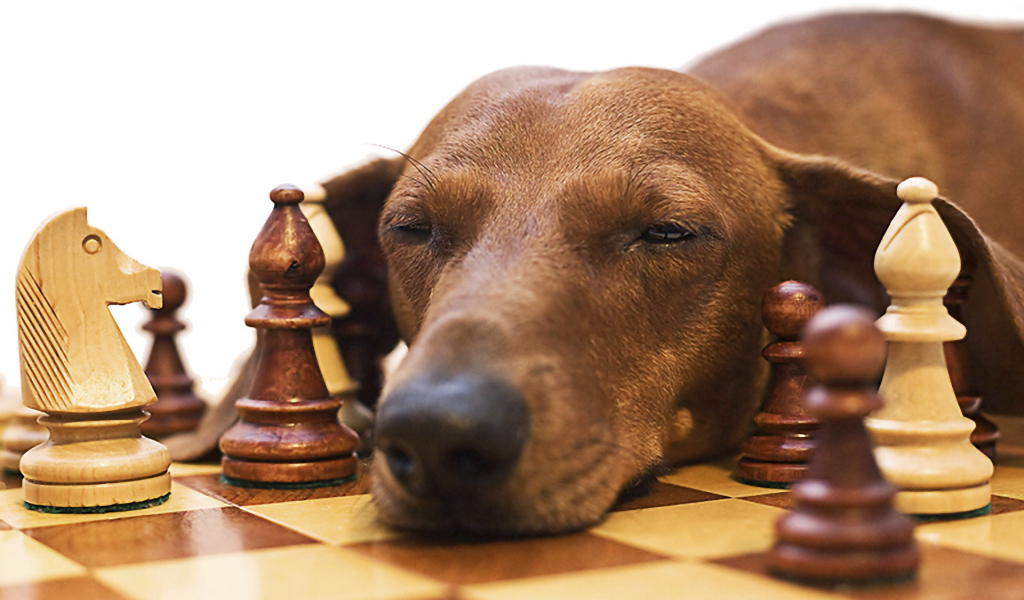 Такса спит среди шахмат