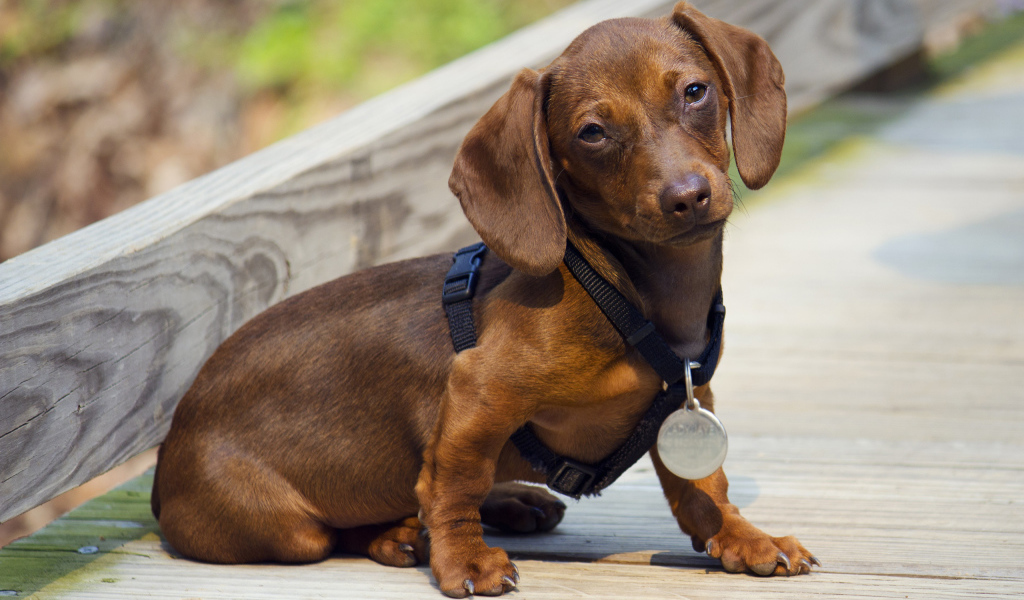 Такса с медалью