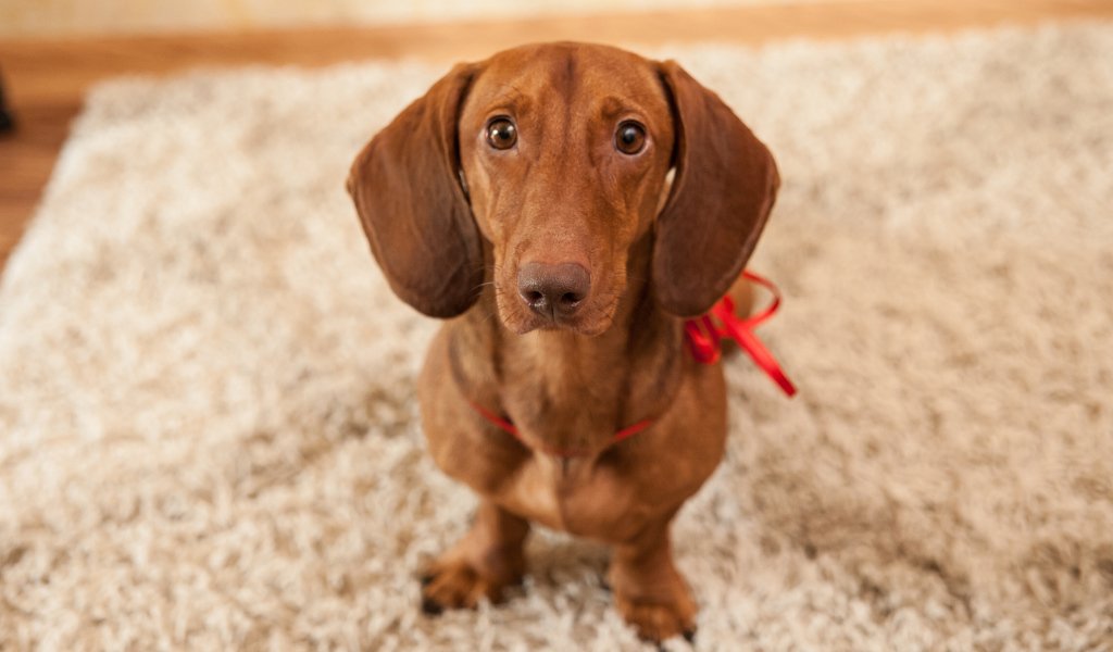 Провинившаяся такса на ковре