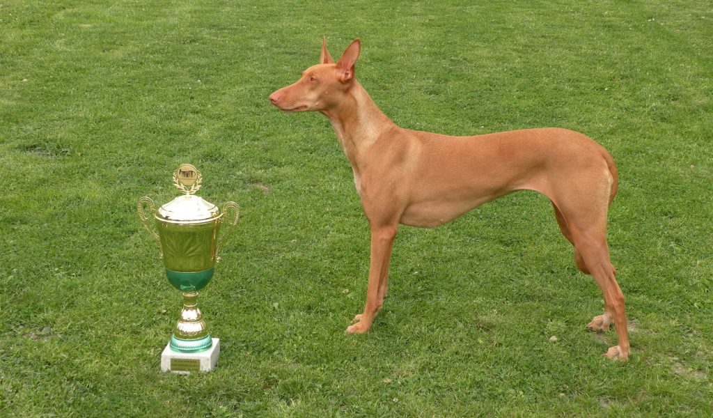 Заслуженная награда фараоновой собаки