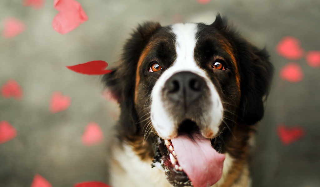 Преданный взгляд собаки