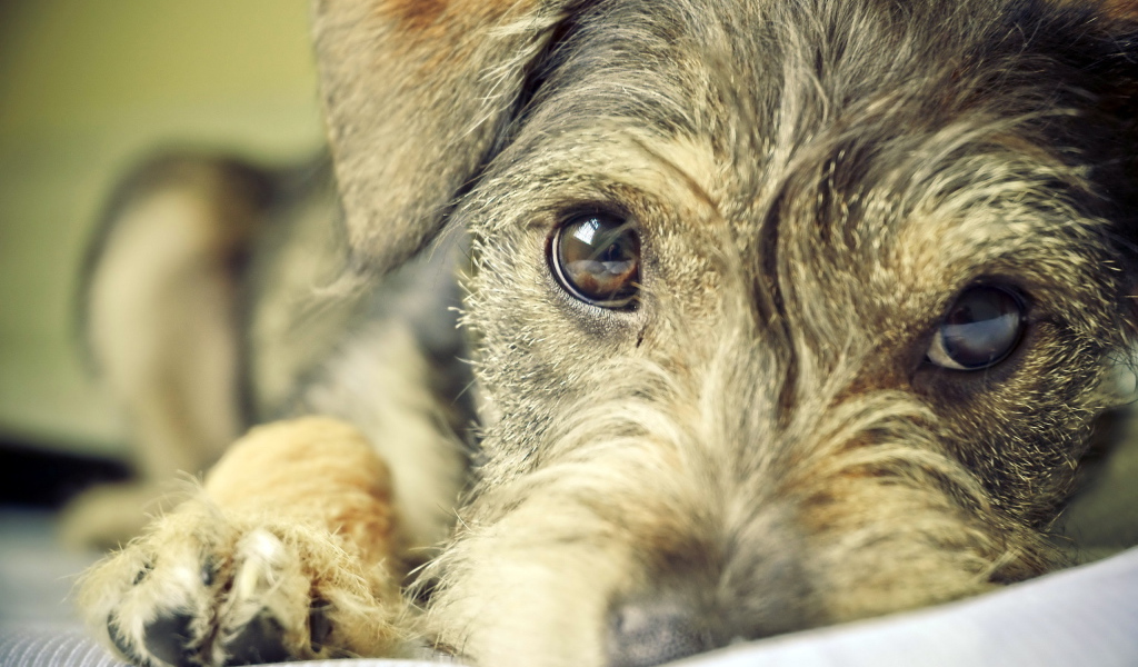 Преданный взгляд собаки