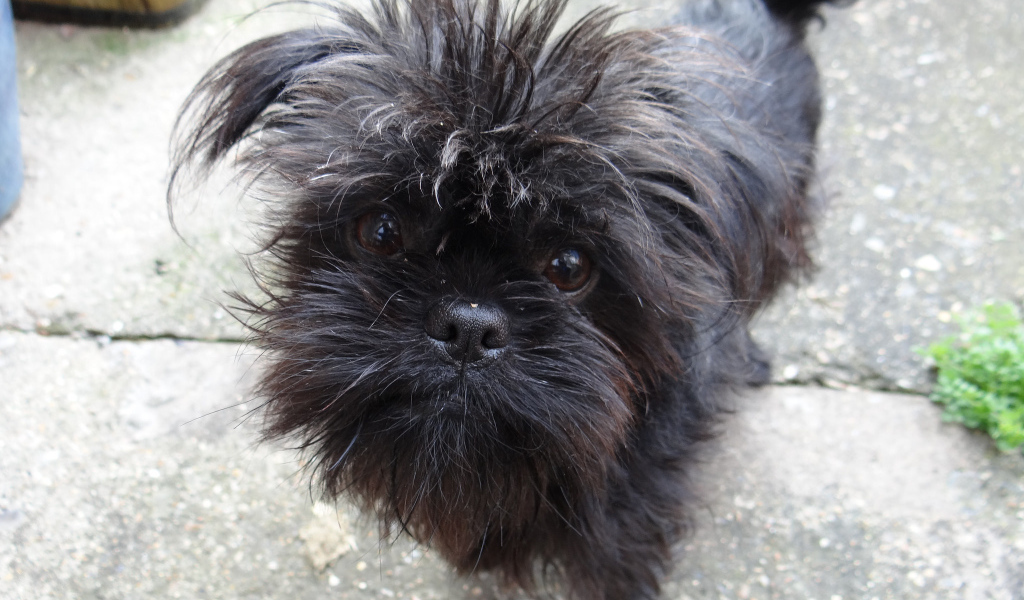 Преданный взгляд аффенпинчера