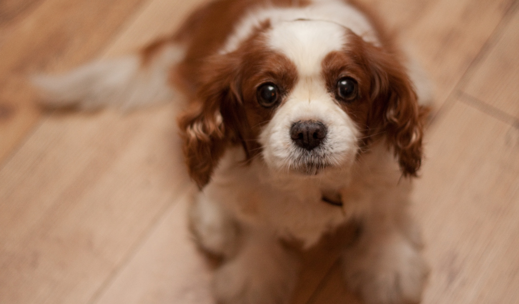 Преданный взгляд кавалер кинг чарльз спаниеля