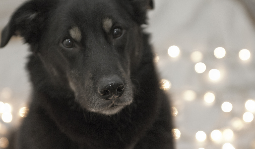 Преданный взгляд собаки чинук