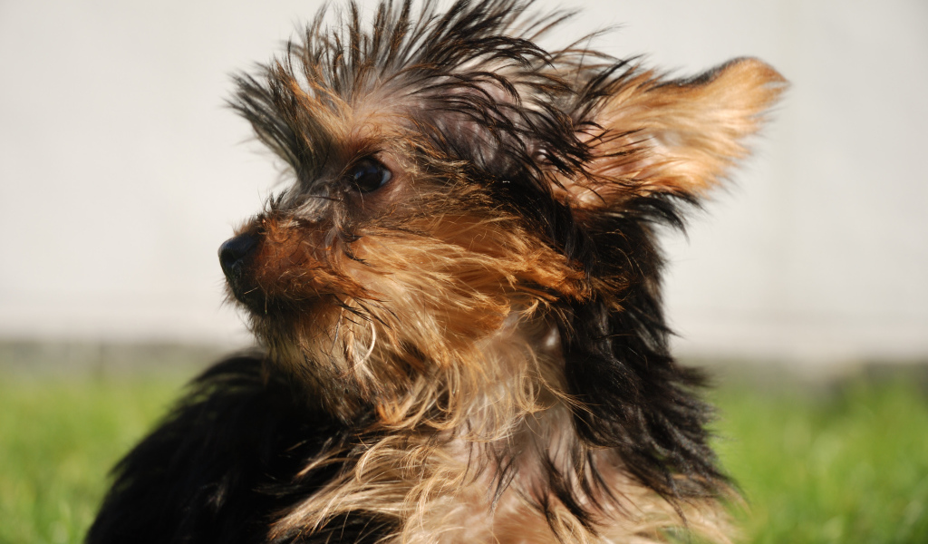 Взлохмаченный йоркширский терьер