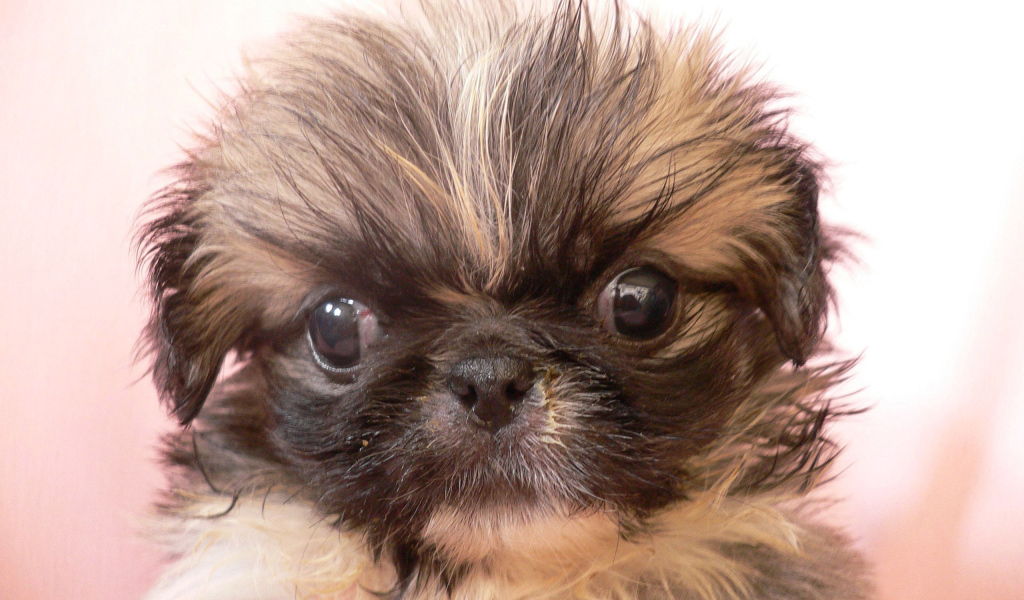 Взлохмаченный малыш пекинес