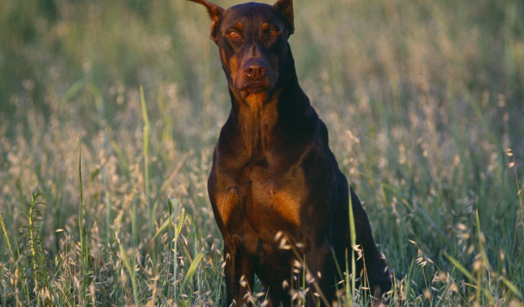Доберман среди полевой травы