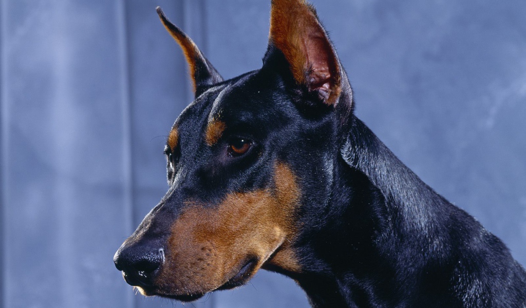 Голова добермана на синем фоне