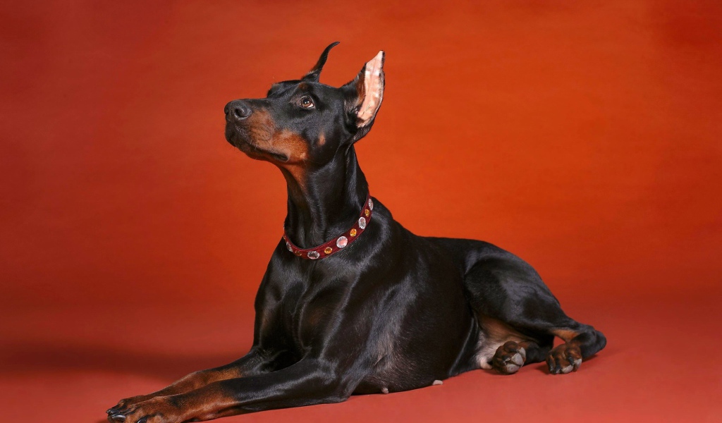 Доберман смотрит вверх