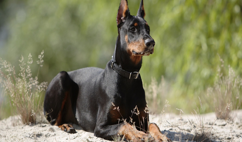 Доберман лежит на песке