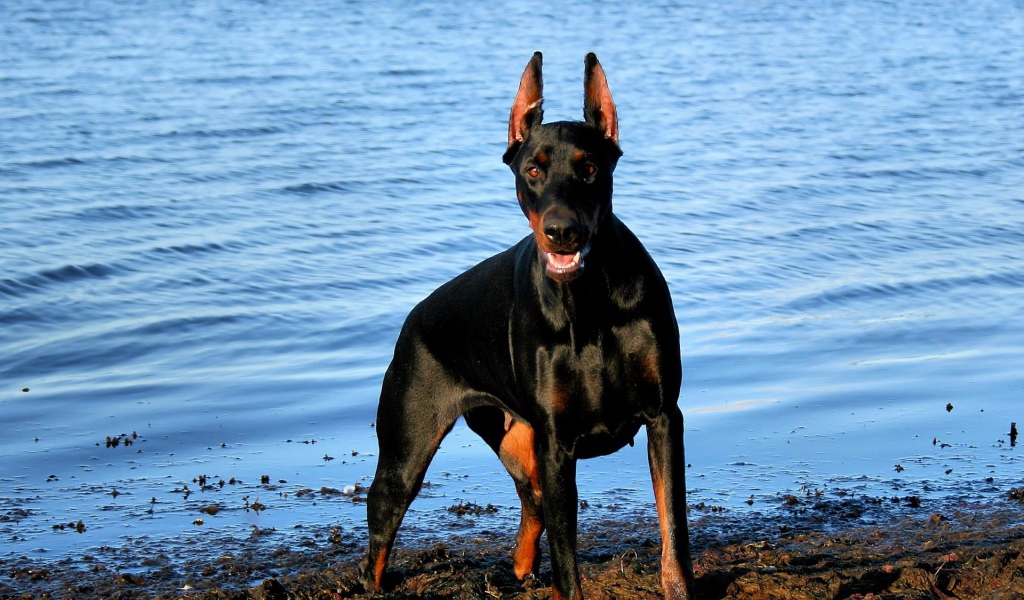 Доберман у воды