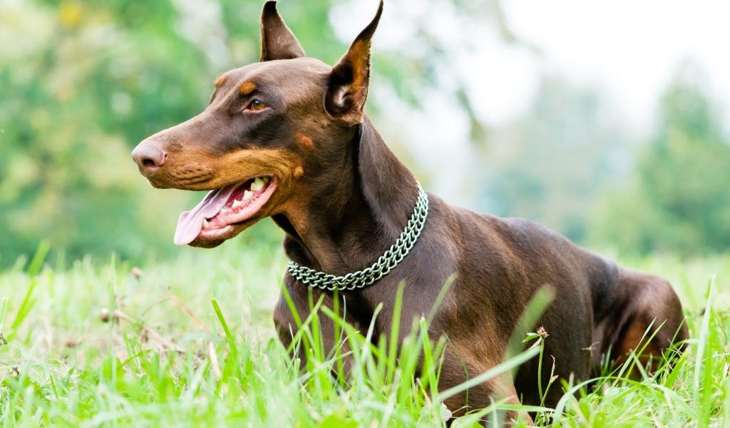 Доберман на газоне