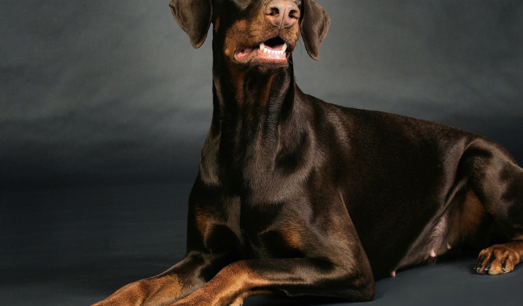 Доберман позирует