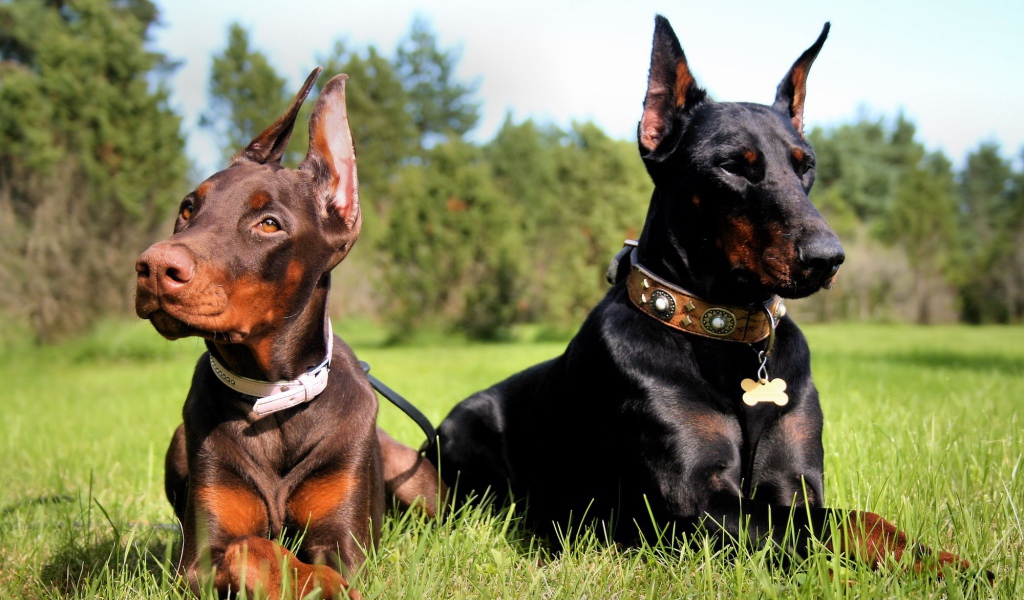 Пара доберманов на прогулке