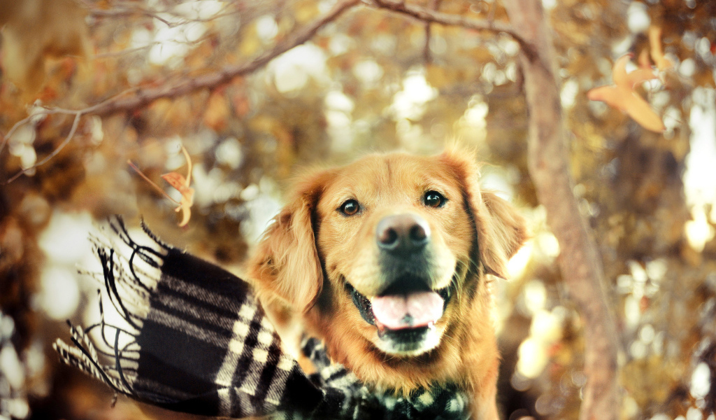 Собака золотистый ретривер