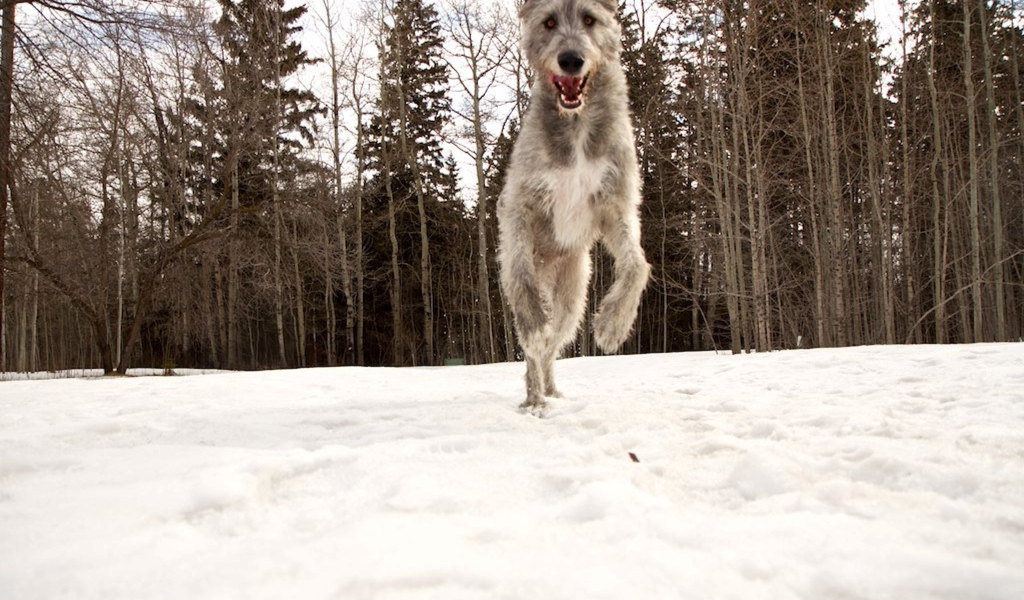 Собака ирландский волкодав в лесу