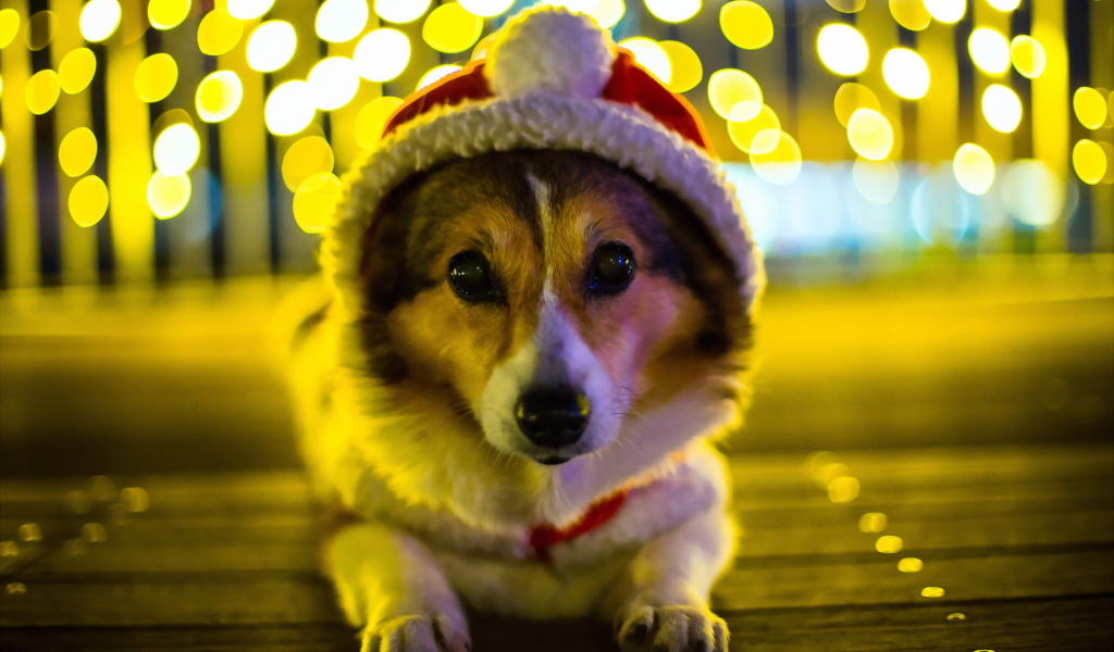 Собака Санта клаус