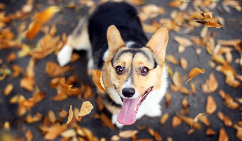 Собака и осенние листья