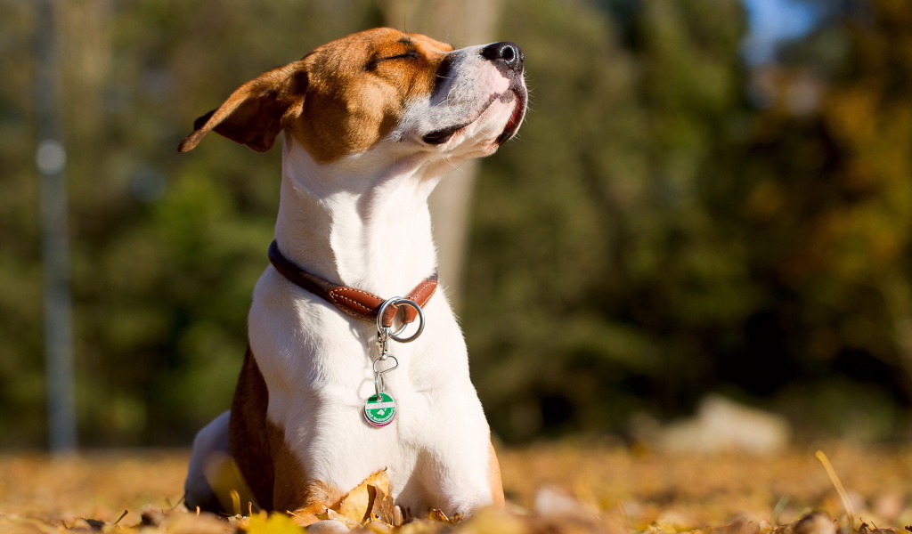 Собака греется на солнце