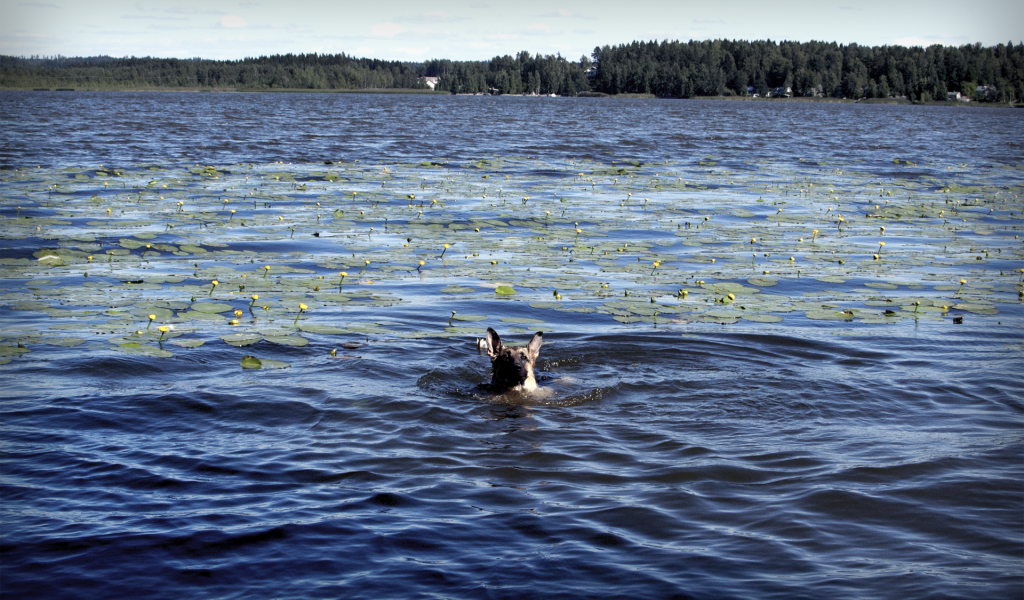 Собака плывет по озеру