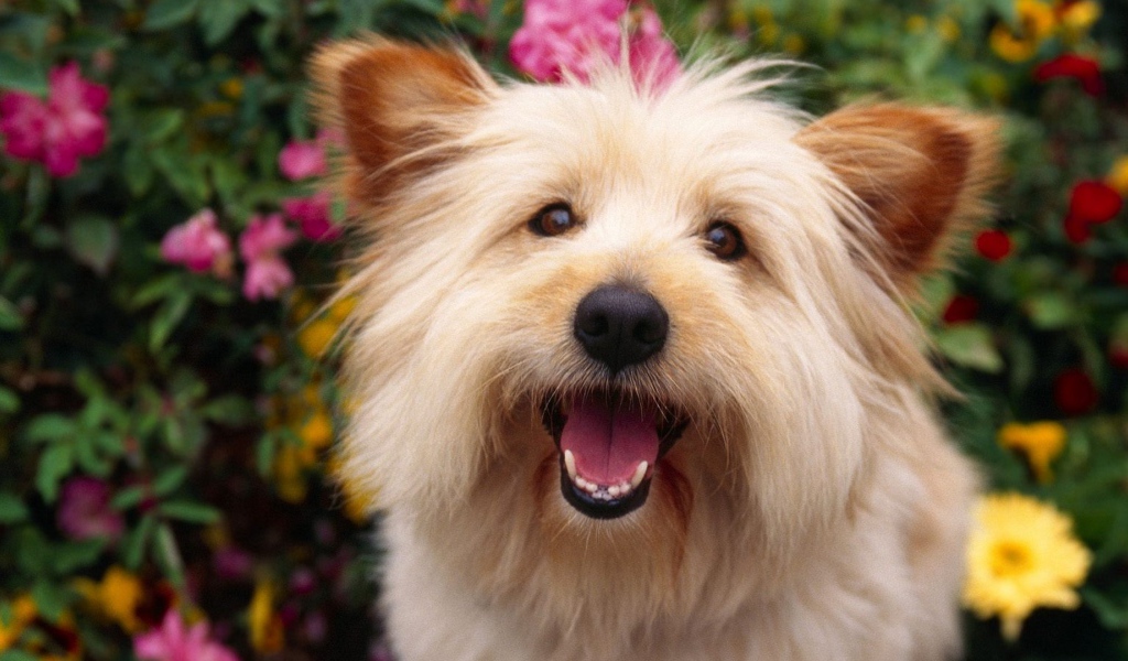 Собака выражает радость