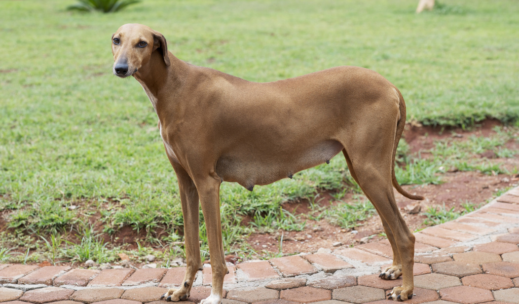 Собака девочка азавак