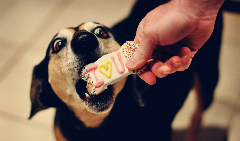 Собаке дают печенье