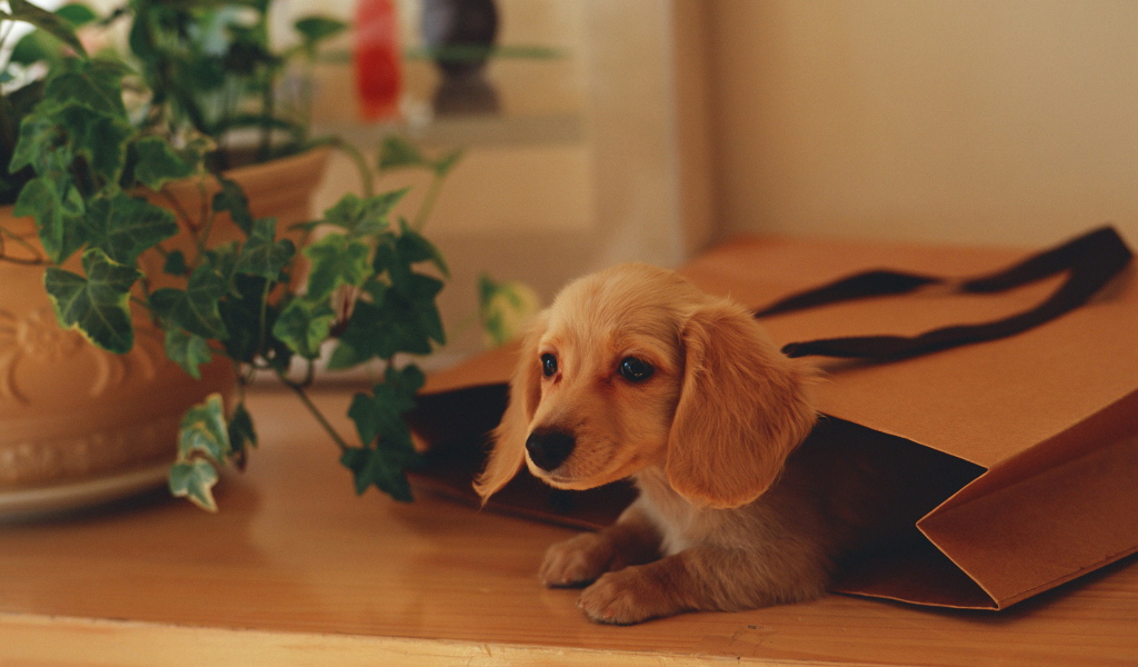 Собака в подарочной сумке