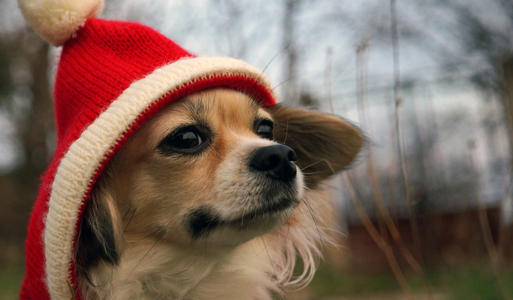 Собачка в красной шапке