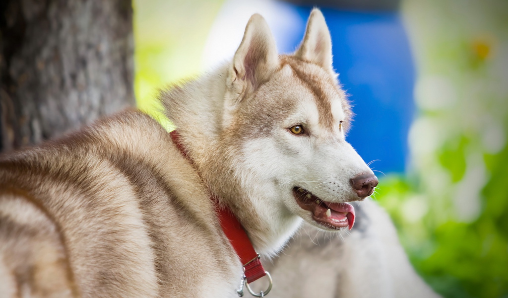 Собака в красном ошейнике