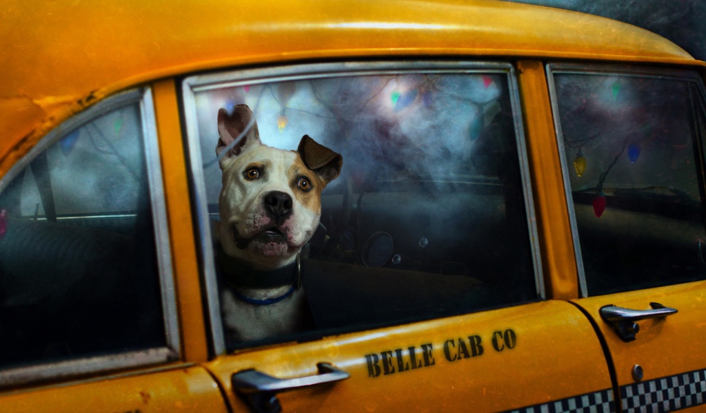 Cобака в такси