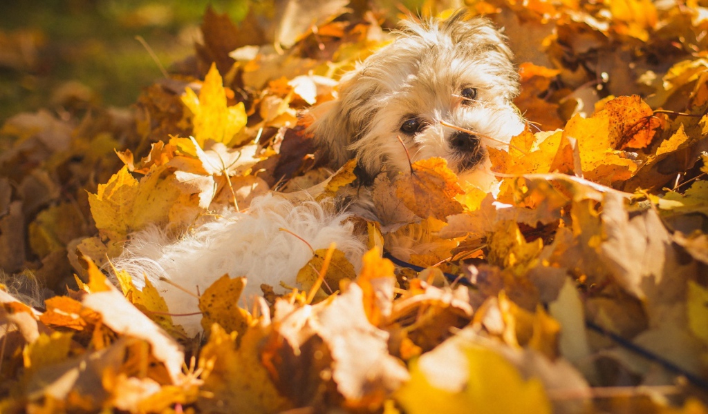 Собака в осенних листьях
