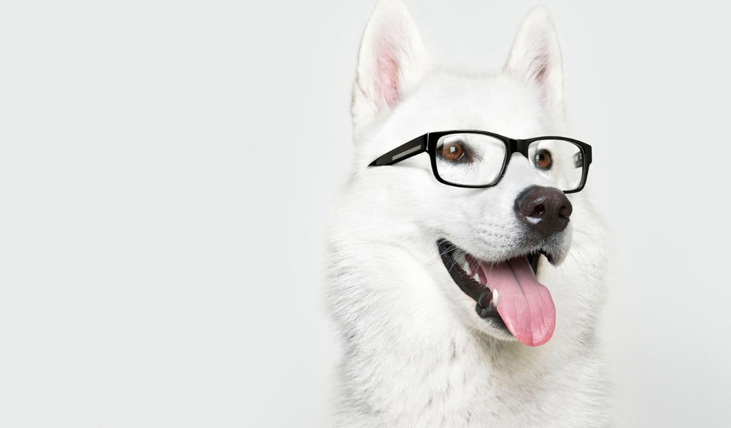 Лайка в очках