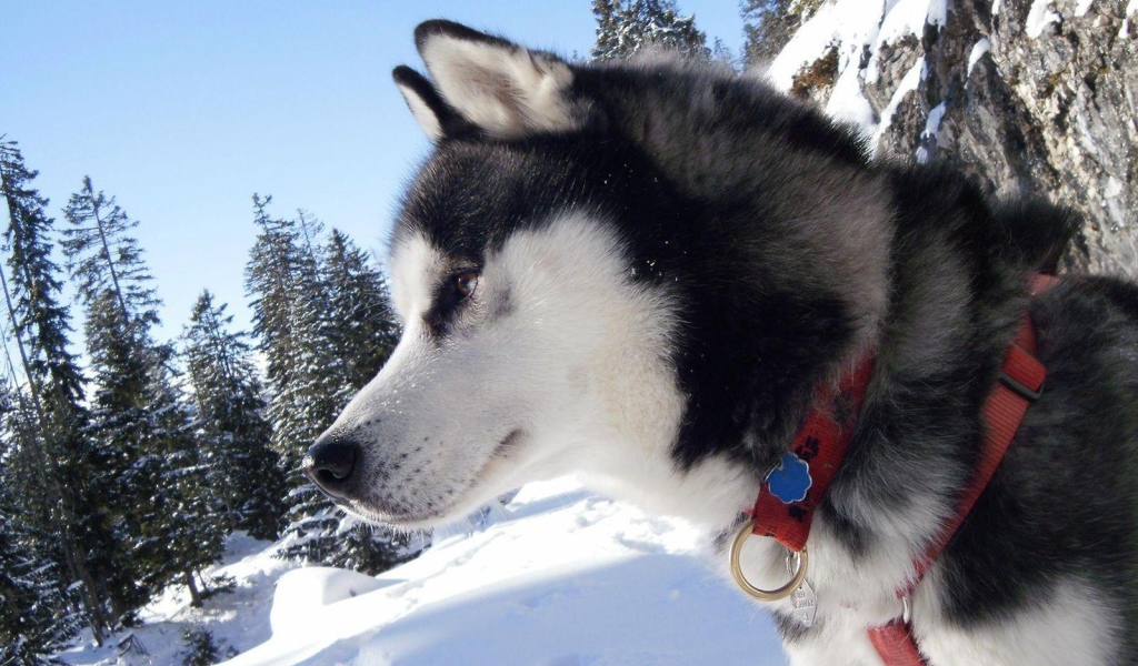 Лайка в тайге