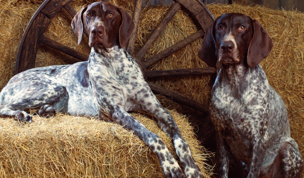 Собаки на сене