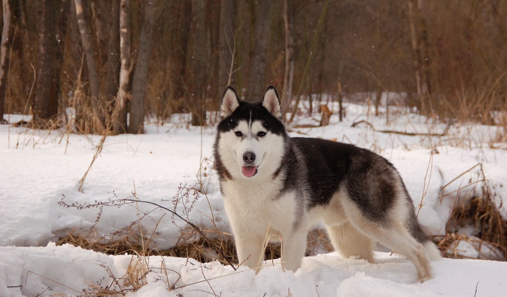 Лайка  в весеннем лесу