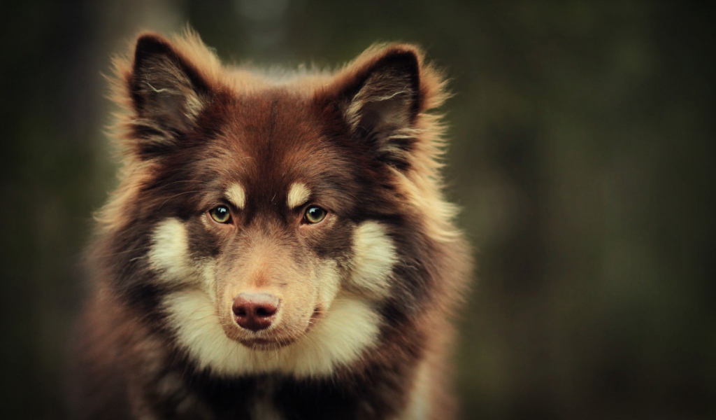 Собака в ожидании