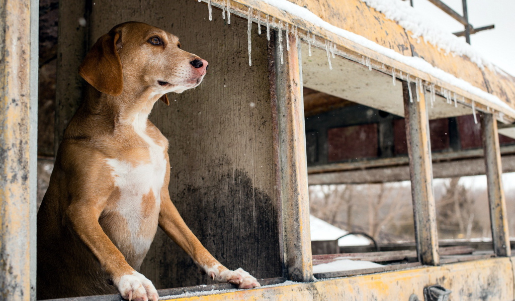 Собака смотрит в окно