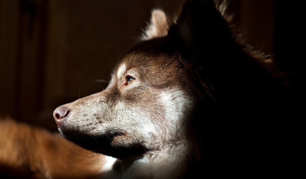 Собачья морда